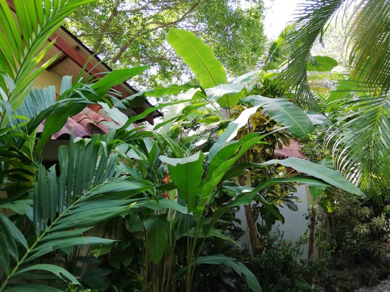 Funky Monkey Lodge Playa Santa Teresa  エクステリア 写真